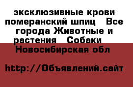 эксклюзивные крови-померанский шпиц - Все города Животные и растения » Собаки   . Новосибирская обл.